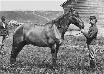 myles keogh comanche retired battle of the little big horn